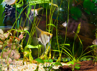 fish angelfish in a tropical fish tank with many plants