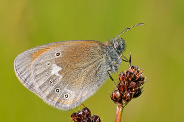 Coenonympha glycerion