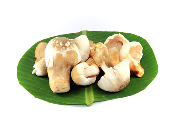 thailand Mushrooms