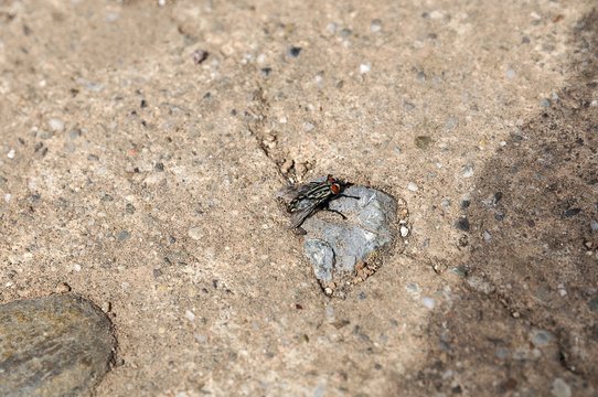 mosca