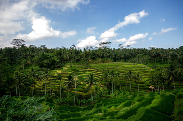 Fototapeta na wymiar Rice paddies
