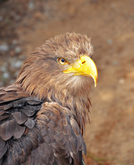eagle