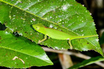 perinet chameleon, andasibe