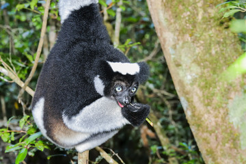 indri, andasibe