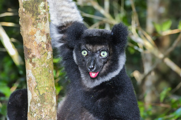 indri, andasibe