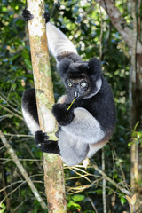 indri, andasibe