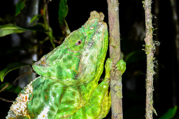 parson’s chameleon, andasibe