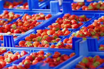 Fototapeta na wymiar Erdbeeren in blauen Plastikkisten