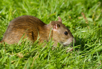 Brown rat