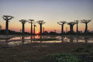 baobab avenue, menabe