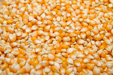 Popcorn seeds