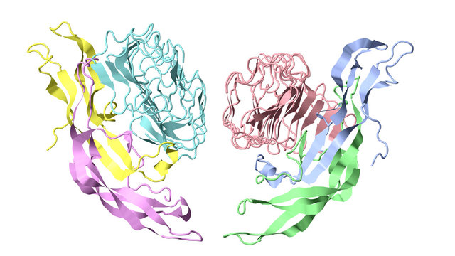 Folicle stimulating hormone coupled with its receptor