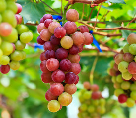 Red grapes.