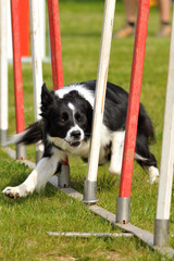 chien d'agility