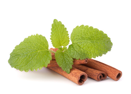 Cinnamon sticks and fresh mint leaf