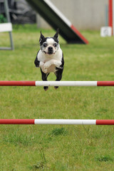 chien d'agility
