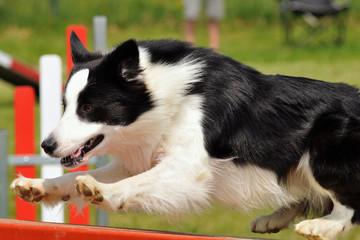 chien d'agility