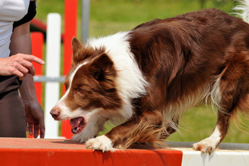 chien d'agility