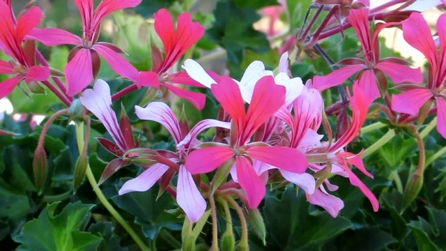 Gerani parigini - Pink Geranium