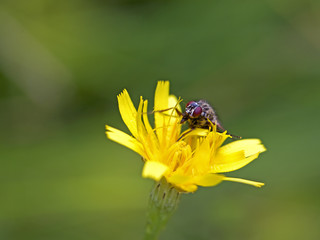 Fly on Dandelion