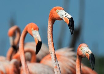 Flamingo (Phoenicopterus ruber) © Uryadnikov Sergey