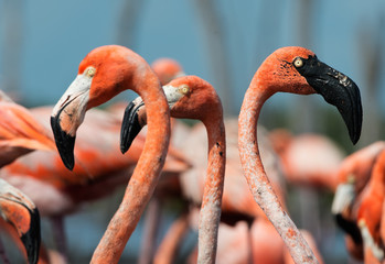 Obraz premium Flamingo (Phoenicopterus ruber)