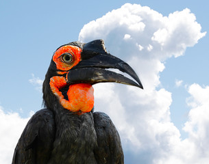 The Southern Ground Hornbill or Bucorvus leadbeateri.