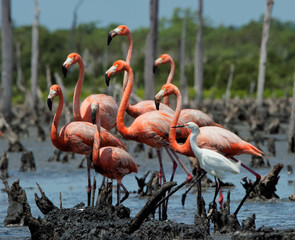Group American Flamingo (Phoenicopterus ruber) and Snowy Egret