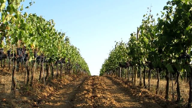 Vigneto, uva nera - Vineyard, black grape