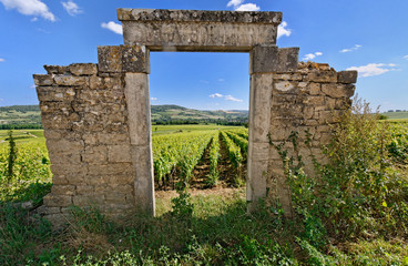 PAYSAGE VITICOLE