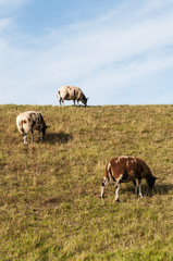 Brown and white sheep grazing on a dike.
