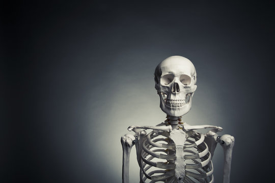 Human skeleton body on a grey background