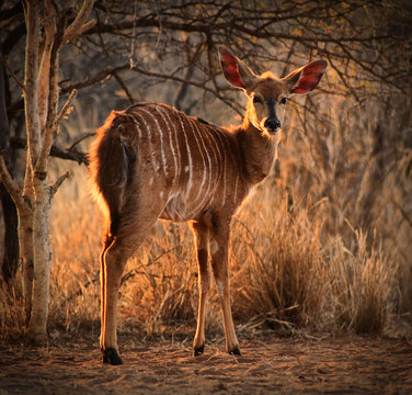 Young Female Njala with Winter Sunset Sun in Hair