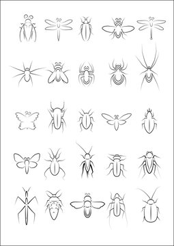 Collection of insect vector