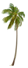 Coconut palm tree isolated on white background.  XXL size.