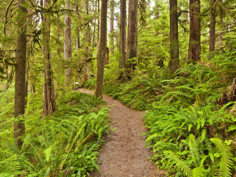 Rain Forest at Olympic National Park