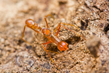 Kerengga ant-like jumper spider