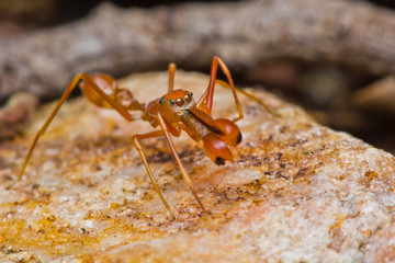 Kerengga ant-like jumper spider