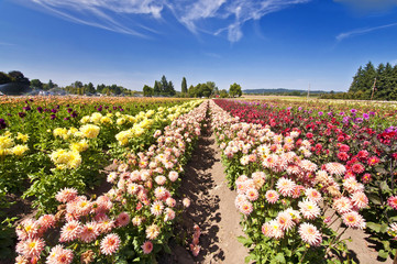 Beautiful dahlia fest in oregon