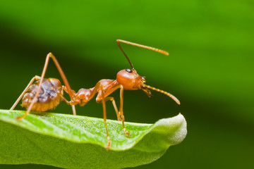 Red Ant on green leaf