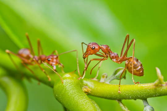 Red Ants on green leaf