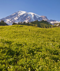 Fototapeta premium Mt Rainier National Park