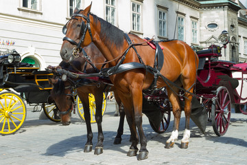 Naklejka na ściany i meble Horse-drawn Carriage in Vienna