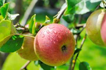 Apple on tree.