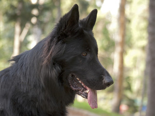 owczarek © Henryk Olszewski