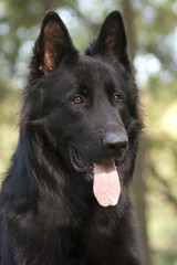 SONY DSC © Henryk Olszewski