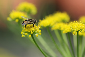 fenchel mit biene 28