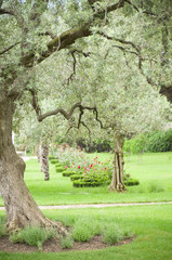 Fototapeta premium Green garden with trees