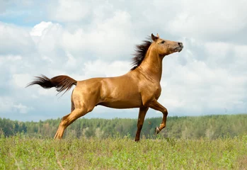 Foto op Plexiglas paard op vrijheid © Mari_art