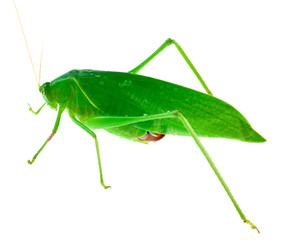 Fototapeta premium sauterelle verte